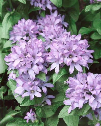 Campanula glomerata 'Caroline' ca. 9x9 cm Topf - Knäuel-Glockenblume, violette Blüten, Blütezeit Juni-August, ideal für Rabatten, bienenfreundlich, pflegeleicht