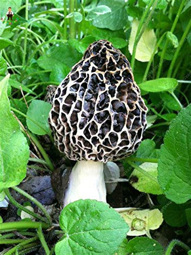 Graines de légumes aux champignons géants frais et délicieux à planter en noir paquet de 100 graines