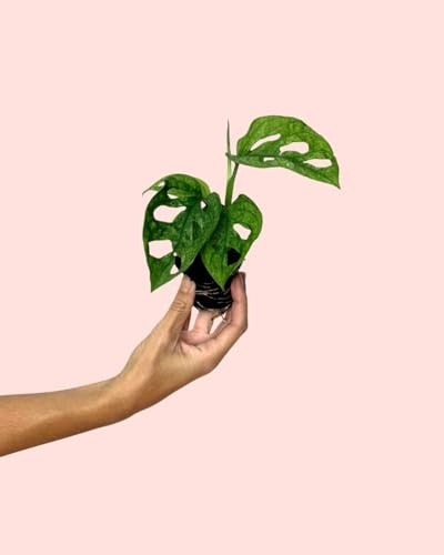PUR PLANT Monstera Adansonii Mint Mini | Monstera Monkey Mint Mini | Planta Natural De Interior Premium y Tropical | Compacta, Exótica y Decorativa | Maceta De Ø6 cm