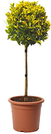 KENTIS - Euonymus Japonicus Aurea - Plantes d'Extérieur - Plantes de Haie - Différentes Tailles et Hauteurs - 1/4 Tronc H 80-100 cm Pot Ø 24 cm