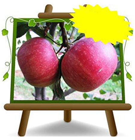 EURO PLANTS VIVAI Melo Annurca – Pianta da Frutto Antico Vaso ø 20 cm - Altezza 150~170 cm- Età 2 Anni