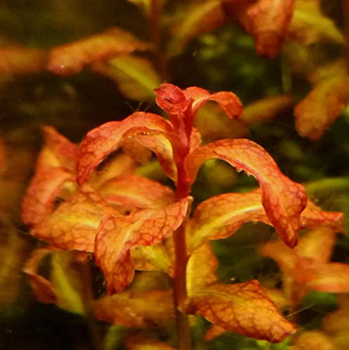 Senegal-Ludwigie/Ludwigia sp. Guinea/Ludwigia senegalensis - 1 Bund - Aquariumpflanze *TOP-RARITÄT*