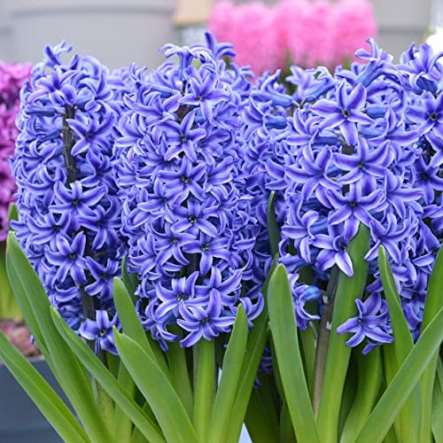5 prepared fragrant garden bedding Blue Pearl Hyacinth corm perennial plants - 16/17cm flower bulb- Summer Autumn gardening