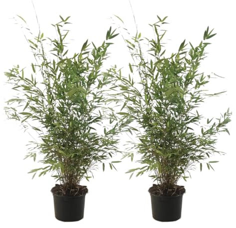 Plant in a Box - Fargesia Nitida 'Gansu' - Height 50-70cm - Set of 2 - Evergreen Bamboo - Pot 17cm