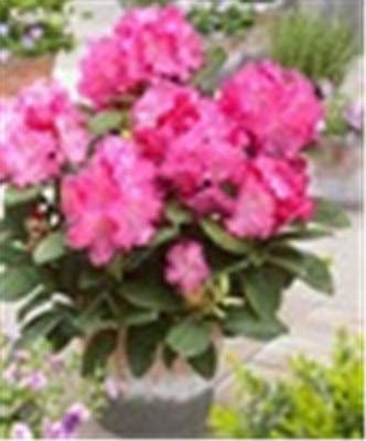 Halbfrische 100 japanische Stücke Azalee rododendro Fiore rosa per la Semina