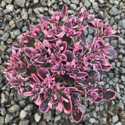 semillas de sedum cobertura del suelo - variedades antiguas, jardín resistentes exóticas, perennes. 20pcs