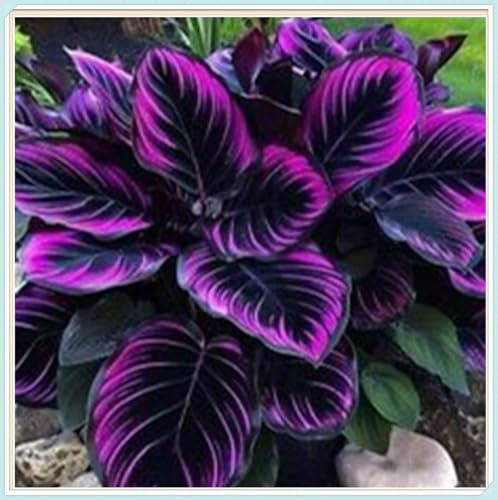 Hosta Mélange de rhizomes vivaces rustiques, Rizoma di Hosta,caucun arrosage nécessaire, Onvient pour le printemps et l'automne-2 Rizomi-G