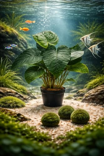 SAHAWA Anubias Mutterpflanze 20–30 cm – XXL pflanze für Barschbecken & Süßwasseraquarien – Pflegeleichte, robuste Aquarienpflanze im 9 cm Topf – Inkl. 3× Mooskugeln