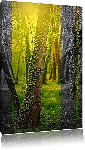 Pixxprint Efeuranken wachsen an Bäumen B&W, Größe: 80x60cm, Leinwandbild, fertig gespannt, Wandbild, Dekoration, Kunstdruck, kein Poster