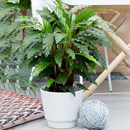 1 x Calathea Rufibarba Blue Graas | Korbmarante Zimmerpflanze (30-40 cm mit Topf)