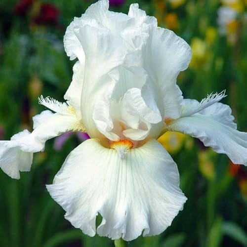 Iris Schwertlilien Mehrjährig Winterhart Blumenzwiebeln Knollen Viele Farbe und Sorte zur Auswahl Mix Sibirica Zwerg Pflanzen (Iris germanica White)