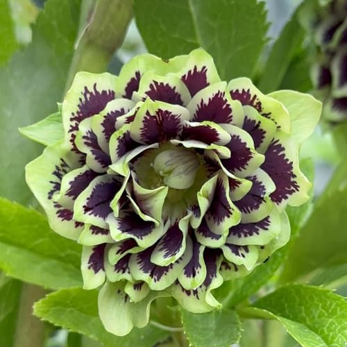 christrosen winterhart - stauden, garten mehrjährig 500samen