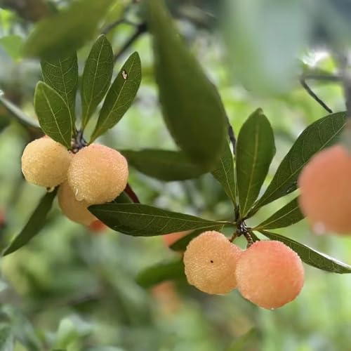 Semi di Morella Rubra - esotiche di mirto - esotici semi di balcone da frutto colonnare da frutto colonnari resistenti 5pcs