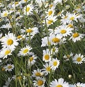 JustSeed British Wild Flower - Oxeye Daisy Ox Eye - Leucanthemum vulgare - 3g - 9000 Seed