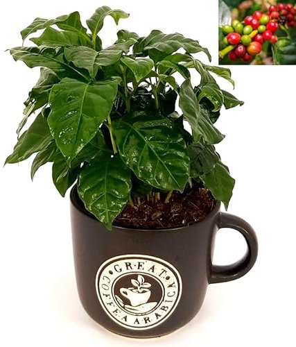 POWERS TO FLOWERS - COFFEA ARABICA, PIANTA DEL CAFFE', TAZZA IN CERAMICA NERA, Pianta da Interno, Pianta Vera