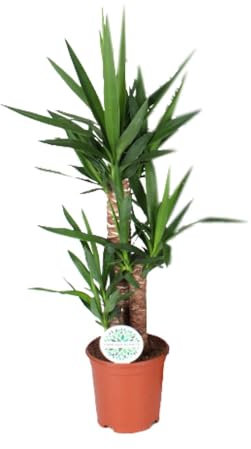 Yucca - 80-90cm - Ø21cm - Pianta d'appartamento - Sempreverde
