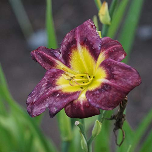 Blumixx Stauden Hemerocallis Hybride 'Night Beacon' – Taglilie, dunkelpurpur blühend, winterharte Staude, robust, für Garten