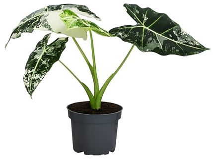 Dehner Pfeilblatt Frydek, panaschierte Blätter, ca. 15 cm, Ø Topf 12 cm | Alocasia micholitziana variegata, Zimmerpflanzen-Rarität, für helle und luftfeuchte Standorte