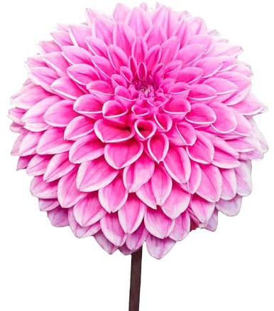Bulbes de Dahlias 7 x 'Sandra' - The Bulb Farmers - Été - Cultivé aux Pays-Bas -Bulbes de Dahlias -Bulbes à fleurs