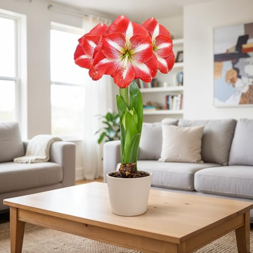 FLORIUM Amaryllis Zwiebel Striped Magic | 1 Blumenzwiebel in Großformat 26/30 | Exklusive Blumenzwiebeln Amarillis | Echte Pflanzen aus Holland, Hippeastrum Zwiebeln