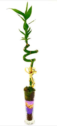 POWERS TO FLOWERS - LUCKY BAMBOO A SPIRALE IN VASO VETRO, Pianta Vera