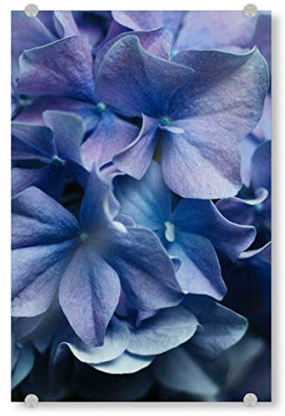 artboxONE Acrylglasbild 30x20 cm Natur Lilafarbene Hortensien Bild hinter Acrylglas - Bild Hortensie blüten Bouquet