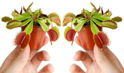Plantas Carnívoras Naturales Venus Atrapamoscas Pack 2 Plantas para Interior y Exterior