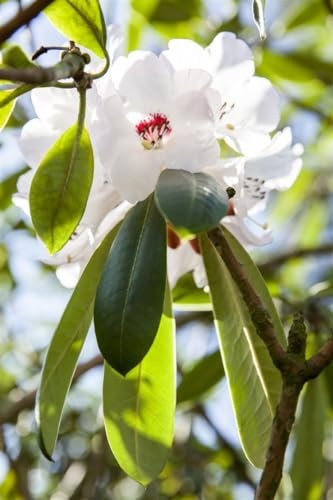 Rhododendron calophytum 30-40 cm - Rhododendron, rosa Blüten, Blütezeit April-Mai, ideal für schattige Gärten, immergrün, pflegeleicht