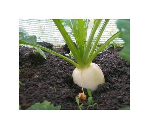 Stk - 750 Korn Mairüben Goldball Garten Pflanzen - Samen F-S387 - Seeds & Plants Shop by Ipsa