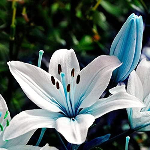 Lilien Rhizome/Trockenheitsresistent und kälteresistent/pflegeleicht/【CXXFGFT】-2 Rhizome-B