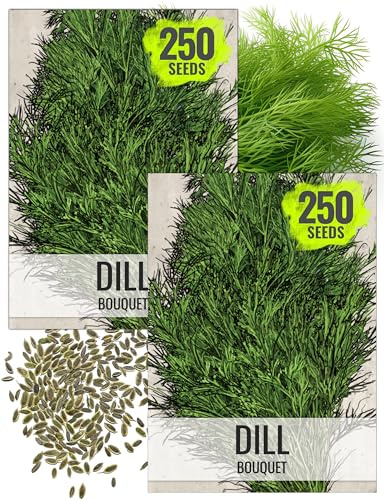 Seed Needs Bouquet Dill Seeds to Plant Heirloom Non-GMO Herbs 2 Packs