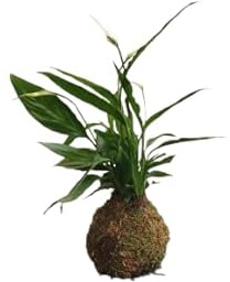Lirio de la Paz en Kokedama – Planta Natural de Interior by DECOALIVE