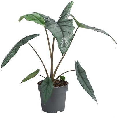 Dehner Pfeilblatt, Alocasia heterophylla, Dragons Breath, grün blau silbernes Blattwerk, ca. 45 cm, Ø Topf 14 cm, Zimmerpflanze