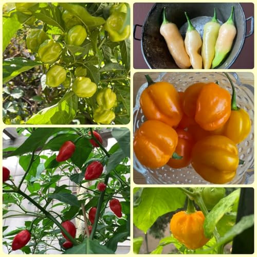 Semillas de chile habanero, Las perennes resistentes de chile, antiguas variedades 100pcs