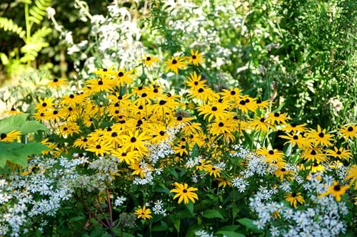 Rudbeckie - Rauer Sonnenhut - Black-Eyed Susan - Rudbeckia hirta - 1000 Samen