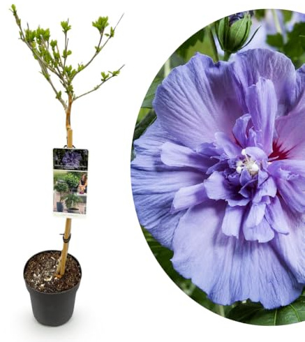 My Green Help – Ibisco ad alberello Blue Chiffon, fiori doppi azzurri da fine estate all'autunno, 1 pianta vera in vaso Ø19 cm, h ~90 cm, per terrazzo e giardino