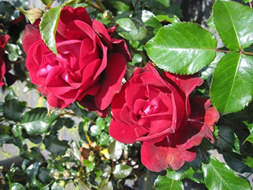 Rosa Chic Fashion ® - Zwergrose Chic Fashion ®