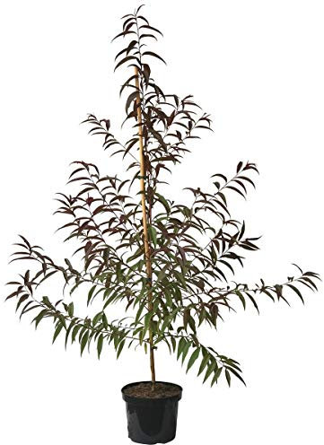 Pfirsichbaum Rubira Blutpfirsich Pfirsich rotes Laub sehr dekorativ 110-140 cm 7,5 Liter Topf