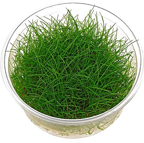 Zwerghaargras Eleocharis acicularis In-vitro Lebende Aquariumpflanze