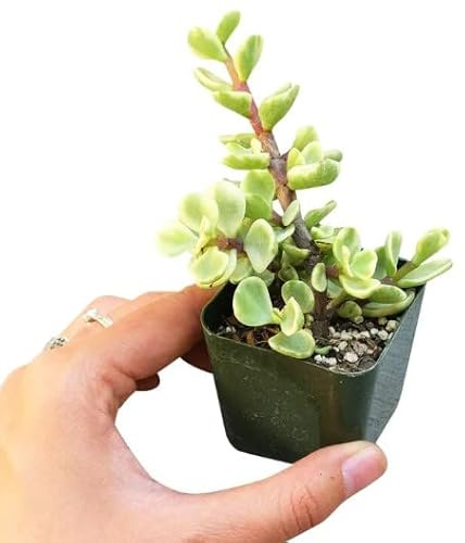 Planta Arbusto Elefante Color Variegata Planta Crasa Interior y Exterior