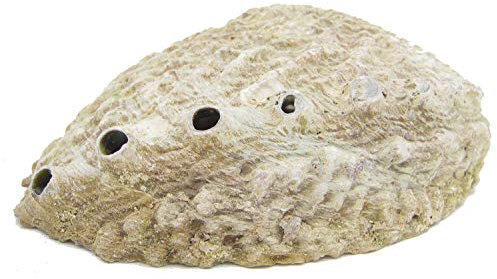 Räuchermuschel - Räucherschale - Meerohrschnecke - Abalone Muschel - Wunsch-Lounge Dekoration (1 Stück) Schmuckstein Paua Muschel, Neuseeland in XL 13-16cm