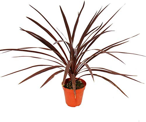 Rote Keulenlilie Cordyline australis Red Star 12cm Topf ca. 50cm hoch