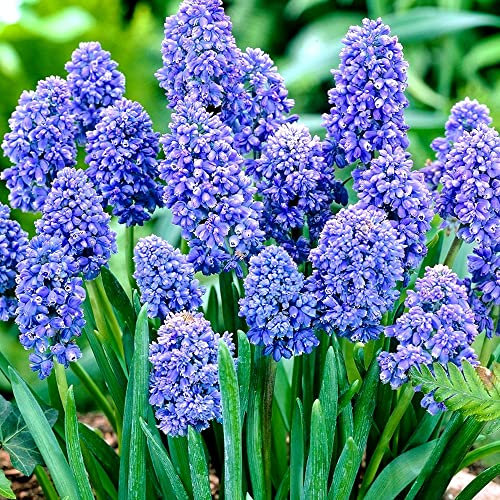 20 x Muscari armeniacum - Spring Flowering Bulbs – Cape Hyacinth – Perennial – for Your Beautiful Garden
