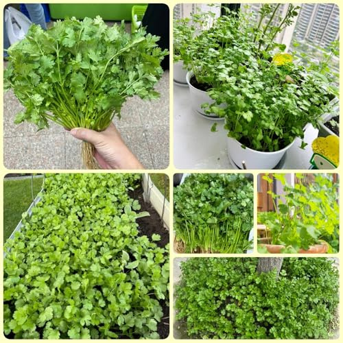 Semi di coriandolo, Coriandrum sativum, Balcone invernali regali sostenibili rare semi da giardino 300pcs