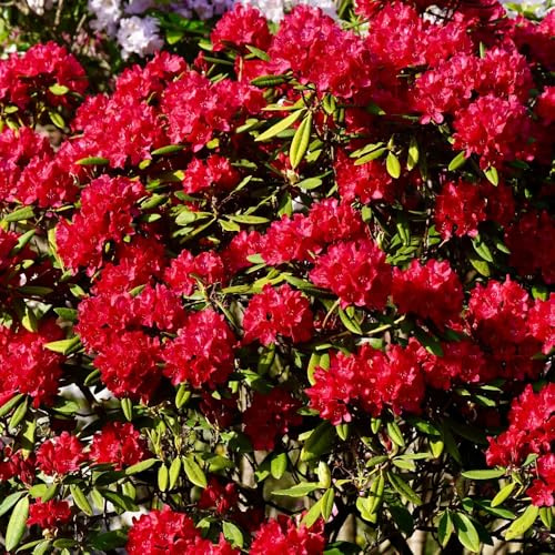 semillas de rododendro, orgánicas para de balcón resistentes interior azalea primavera Decoración sala estar con 85pcs