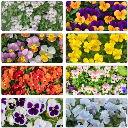 stiefmütterchen, winterharte stauden für pralle sonne outdoor blumenstauden pflanzensamen exotisch bio alte sorten topfpflanzen blumensamen indoor gewächshaus schnittblumen 700samen