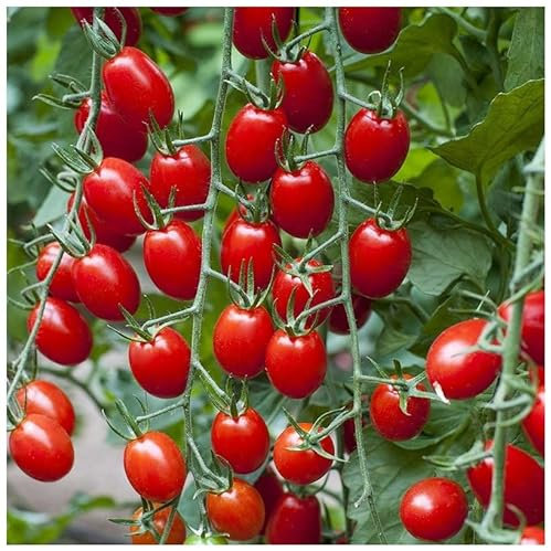 PREMIER SEEDS DIRECT - Tomato Riesling F1-10 Seeds