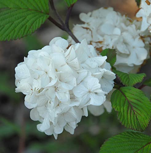 Etagen Schneeball Newport 30-40cm - Viburnum plicatum - lebende Gartenpflanze aus den Baumschulen
