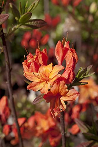 Rhododendron luteum 'Rumba' 30-40 cm – Winterhart, Mehrjährig – Azalee – Zierstrauch für Garten & Beet