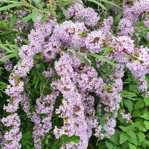 Buddleja - lillà estivo semi di esotica balcone balcone giardino interna sostenibili giardino roccioso, 55semi